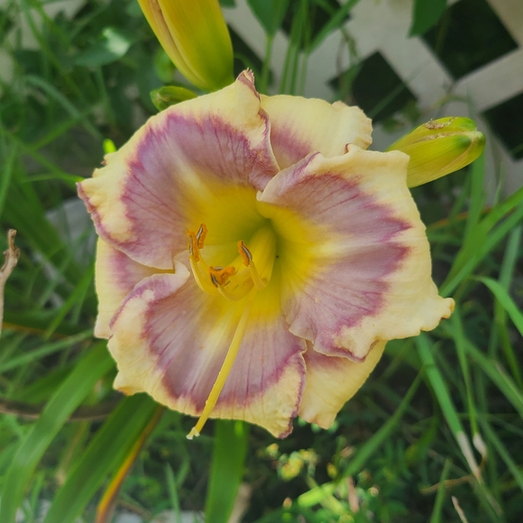 @BECCARM64 live listing Saturdays @5:30 am CST - Picture 8 of 16